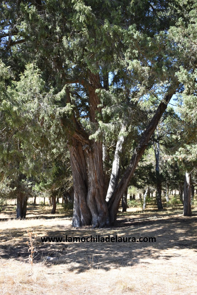 Sabinar Calatañazor